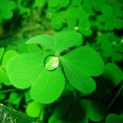 吃瓜四叶草娱乐  第2张